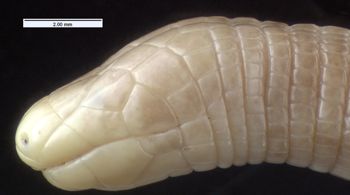 Media type: image; Herpetology R-133185